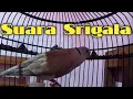 Download Lagu masteran puter pelung suara srigala