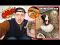 Craigslist Guinea Pig Rescue FILTHY