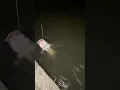 Download Lagu MONSTER Catfish at 3 AM… 🤯#catfish  #nightfishing #monsterfish