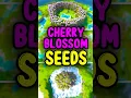 What is the BEST CHERRY BLOSSOM SEED