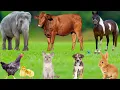 Wonderful Animal Sounds: Elephant, Cow, Cat, Chicken, Horse, Sheep, Goat, Tiger, Lion – Cute Animals