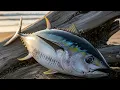 Lagu Deep Sea Tuna Cutting Process — Close Up Detail