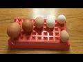 Guinea Fowl egg vs Chicken egg