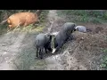 Download Lagu Berburu babi hutan//ternyata lebih besar MOSTER betina dari pada MOSTER jantan.