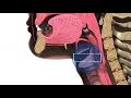 Functioning of the Upper Esophageal Sphincter - Michael Groher MedBridge
