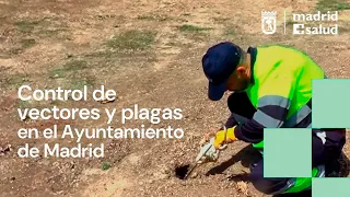 Control de Vectores y Plagas en el Ayuntamiento de Madrid.
