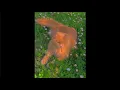 4EVER by Clairo but it s just on on on on loop 1 hour