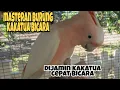 Download Lagu masteran burung kakatua bicara