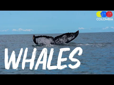 Whale Watching Tour in Bahia Solano | Pacific Coast