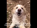 Download Lagu Homeward Bound Dog Rescue - Turkey