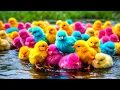 Lagu World Cute Chickens, Colorful Chickens, Rainbows Chickens, Cute Ducks, Cat, Rabbit, Cute Animals