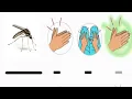 Download Lagu Duración del sonido - Atrapá al mosquito - Sonidos largos y cortos