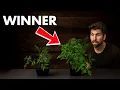 0 vs 30 Seedling Mix I TESTED 7 Options to see how big of a difference it makes