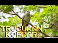 Lagu Suara TRUCUKAN RIBUT Di Kebun