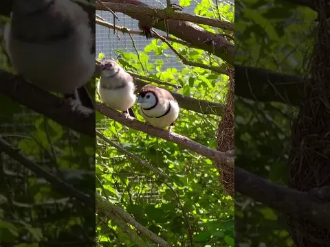 Doublebarred finch Bird Aviary Owl Finch with chick