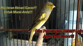 Download Masteran Kenari Ngerol Untuk Murai Batu!!! MP3