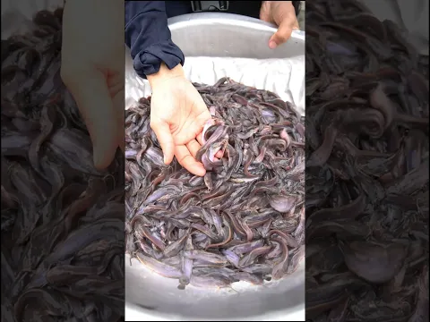 CÁ TRÊ GIỐNG