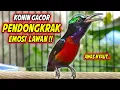 Download Lagu KONIN GACOR FULL BONGKAR ISIAN ROLL TEMBAK INI COCOK BUAT PANCINGAN KOLIBRI NINJA AGAR CEPAT EMOSI