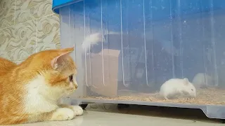 Funny Cat n Mouse! #cat #mouse #funnycats #funnyanimals 