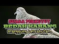 Download Lagu PERKUTUT LOKAL BEDAH KARANG