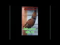 Download Lagu pancingan pikat-masteran  burung jalilin/cililin gacor  buka paruh langsung bunyi dalam 3 detik.