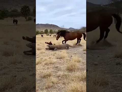 A Komodo dragon catches a little horse – what will the distant herd do?