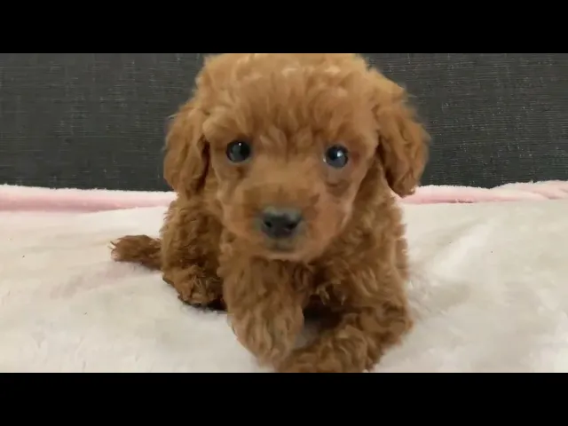 動画