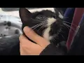 Download Lagu Elderly cat's family abandons her with heartbreaking note
