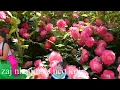 Download Lagu Người không lưu luyến
