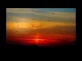Harris Cole - Birds