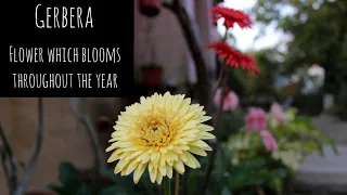 Grow Gerbera Flower Easily
