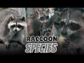 Download Lagu All 3 Raccoon Species (Mapped Across The Americas)