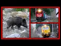 Lagu Yaban Domuzu (Sus scrofa) ➕PLASSER \u0026 THEURER Y 08-69 Buraj Makinesi ➕ Yük Treni DE24237 Lokomotif