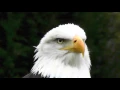 Download Lagu Weißkopfseeadler:  Close-up
