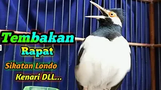 Download Jalak Suren Tembakan RAPAT Isian MEWAH Suara Full Variasi Burung Kicau - Pancingan Jalak Suren MP3