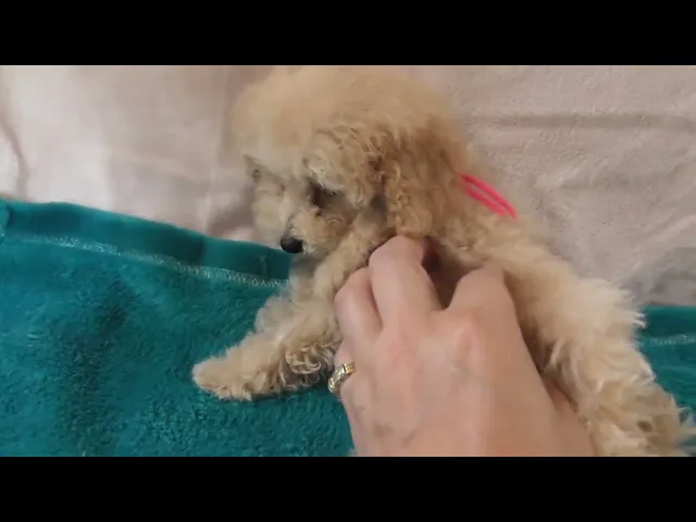 動画