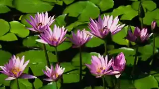 حرقي الرسايل يا نار دندنها