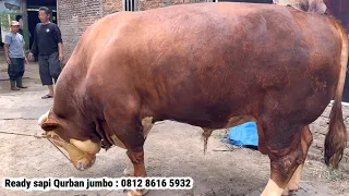 TIMBANG SAPI RAKSASA PAK LURAH, Alhamdulillah deal 🔥