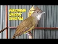 Download Lagu PANCINGAN CUCAK JENGGOT SUMATRA GACOR NEMBAK COCOK BUAT MASTERAN MURAI BATU