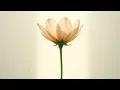 Download Lagu Pushkin: I still recall that wondrous hour -Best #soul