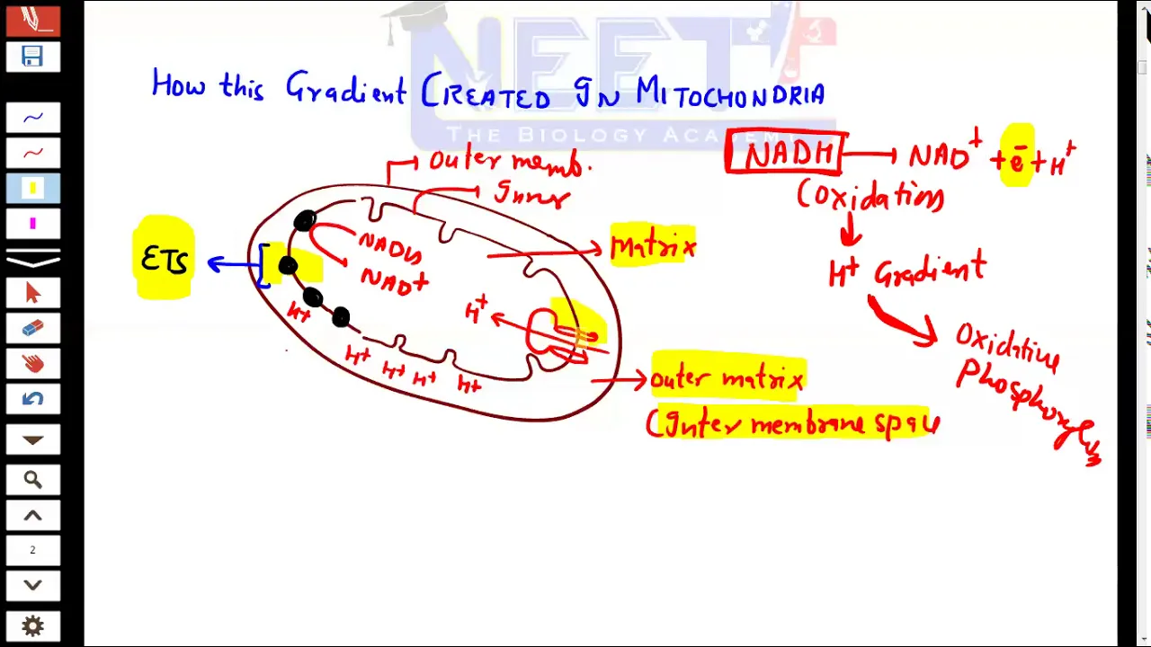 Chemiosmotic hypothesis