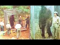 Download Lagu 'THEY CAGED BIGFOOT' - Rangers' Terrifying BIGFOOT ENCOUNTER STORY