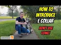 E Collar Training For Beginners Acclimation to Stim