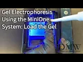 Gel Electrophoresis Using the MiniOne System Load the Gel