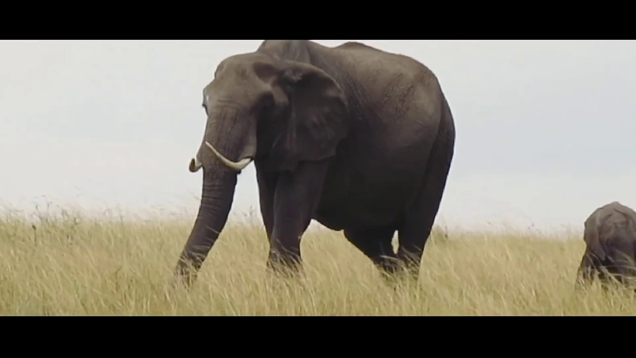 3 days Safari in Masai Mara - Magnificent Africa