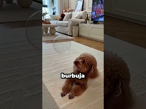 NO EXPLOTES LA BURBUJA