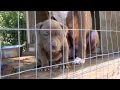 Thank You From The ASPCA