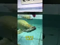 Download Lagu Jangan kedip kalau melihat arapaima lagi makan #arapaima #ikan #shortviral #trendingshorts