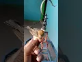 Download Lagu Tips cara membedakan burung cici padi kepala merah/salome jantan dan betina dewasa sangat akurat...