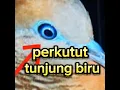 Download Lagu ciri perkutut tunjung biru